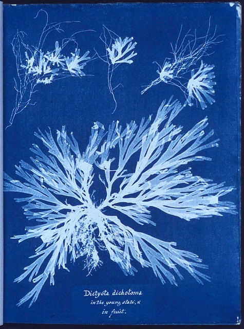 Anna Atkins's cyanotype of algae: pale water plants on Prussian blue.